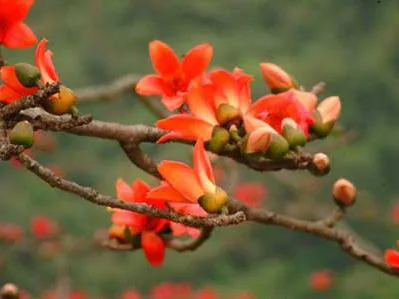 Chữa mụn nhọt sưng tấy với cây hoa gạo