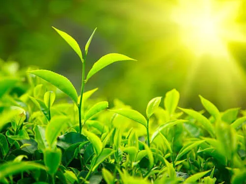 Trà xanh giảm tác dụng thuốc cao huyết áp