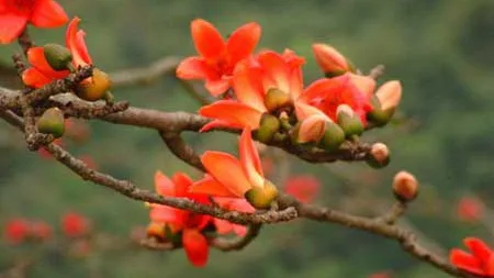 Chữa mụn nhọt sưng tấy với cây hoa gạo