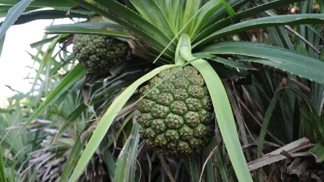 Dứa gai chữa ho và cảm mạo