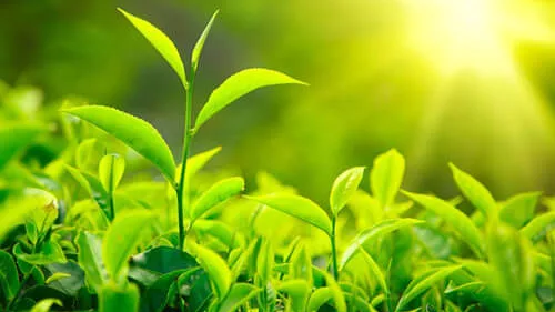 Trà xanh giảm tác dụng thuốc cao huyết áp